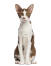 Brown and white oriental bicolour cat against white background