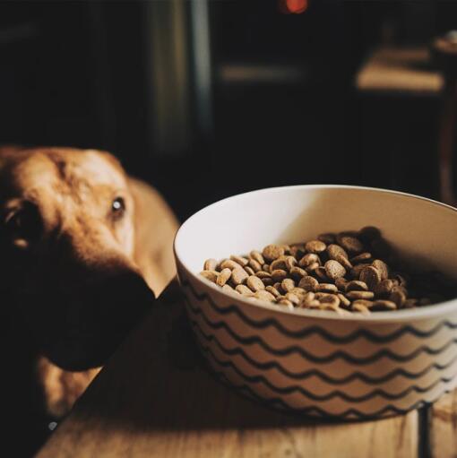 dog looking at food bowl with a wavey pattern on it
