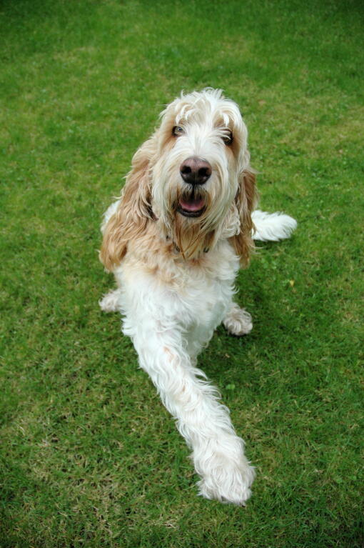 Basset griffon top