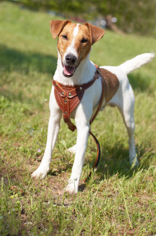 Fox Terrier Smooth Dogs Breed Information Omlet