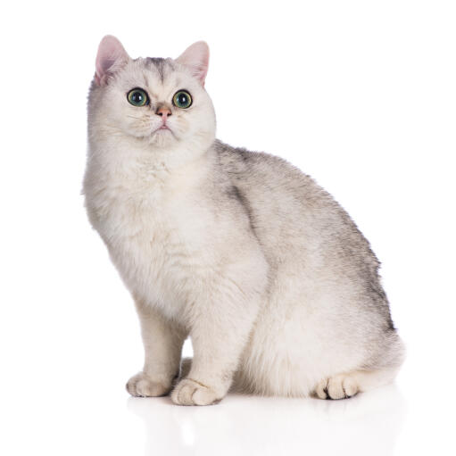British Shorthair Tipped Cats Cat Breeds