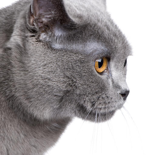 the profile of a chartreux cat with amber eyes