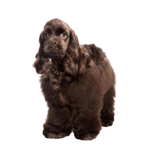 Cocker spaniel sales fur gone fluffy