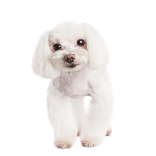 Hairless maltese best sale