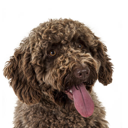 A close up of a Spanish Water Dog's incredible curly coat