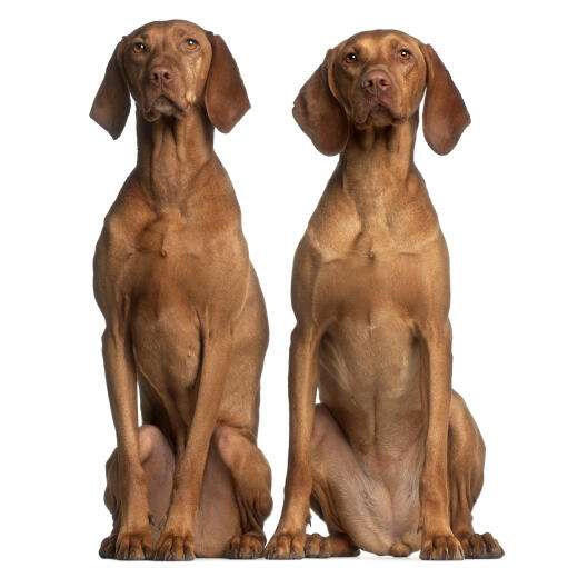 Two neatly sitting red Vizslas enjoying each others obedience