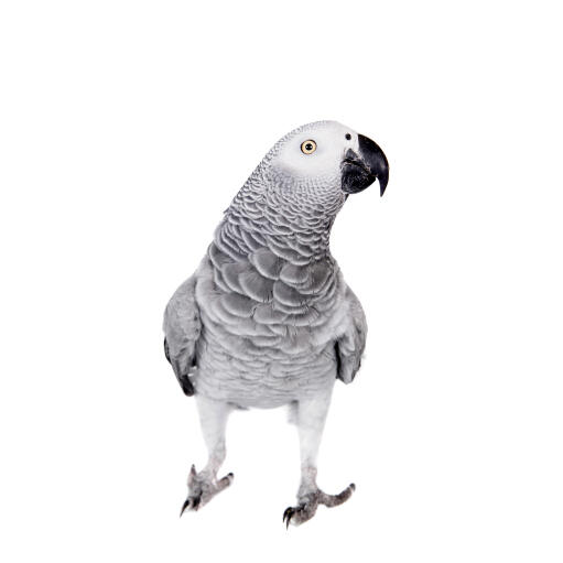 The brilliant grey and white feather pattern of the African Grey Parrot