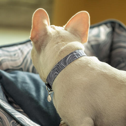 Frenchie looking back towards Omlet Nest Bed in Contour Grey