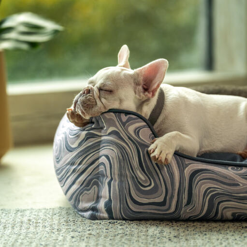 Frenchie resting his head on the Omlet Nest Bed in Contour Grey