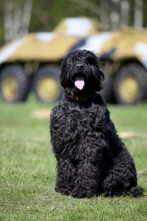 Large black hot sale terrier
