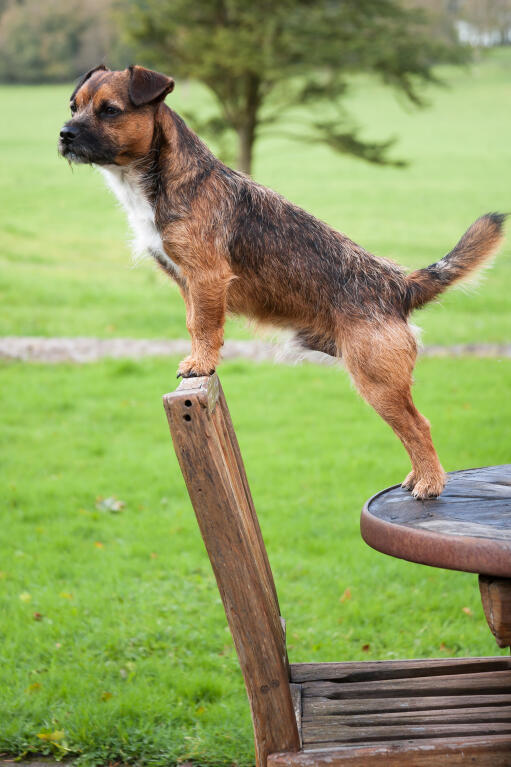 Border Terrier Dogs Dog Breeds