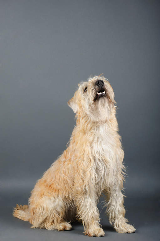 Wheaten new arrivals