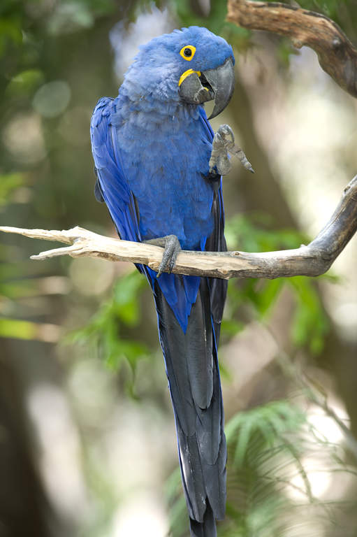 Hyacinth Macaw | Parrots | Breed Information | Omlet