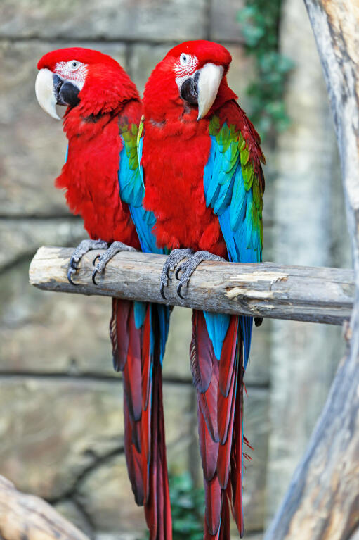 Blue parrot bird discount