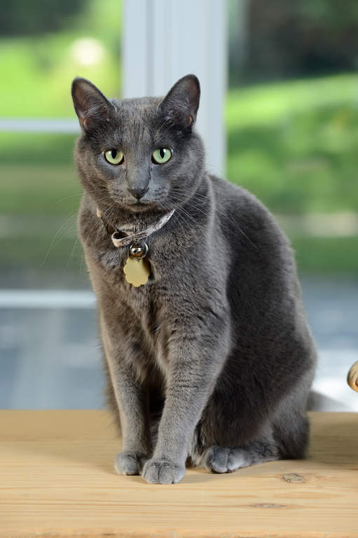 Korat | Cats | Breed Information | Omlet