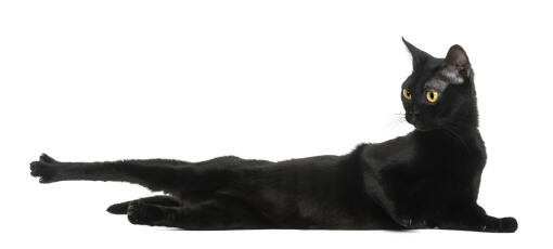 An athletic bombay cat stretching out on the floor