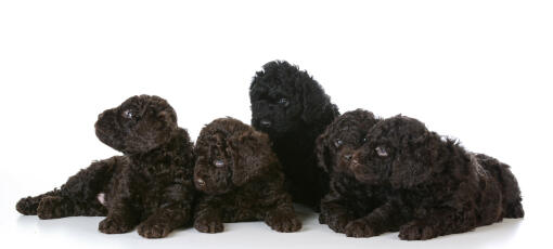 cute barbet puppies posing together against a white background