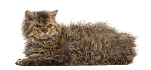 A pretty Selkirk Rex lying down