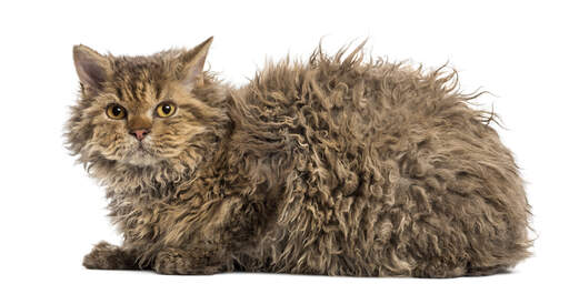 A Selkirk Rex has a long wavy coat