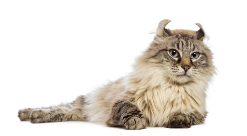 A fluffy american curl with distinctive ears