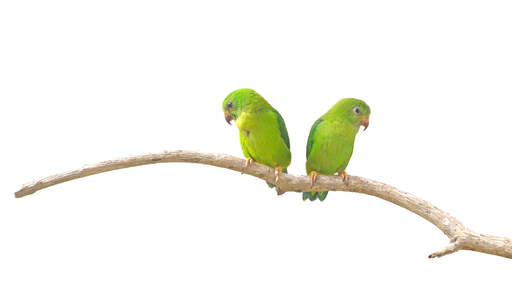 Two beautiful, green Vernal Hanging Parrots