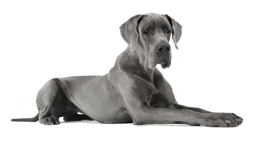 A beautiful charcoal grey Great Dane with a neat, short coat