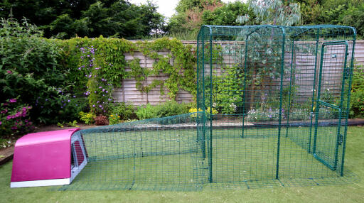 The Eglu Go with Run attached to a Walk in Chicken Run using a Connection Kit