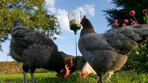 Several chickens can use the Peck Toy at the same time - some peck, some pick up grain.