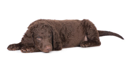 A very tired, young Curly Coated Retriever lying down