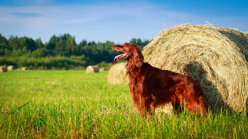 A beautiful Irish Setter standing tall, showing off it's long, soft coat