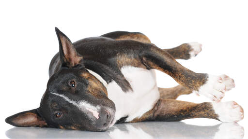 A adult Miniature Bull Terrier spread out across the floor