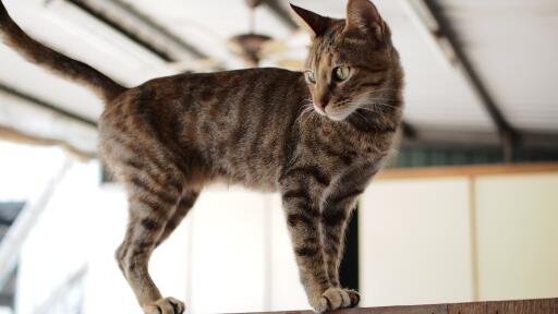 Dragon Li cat standing on a ledge