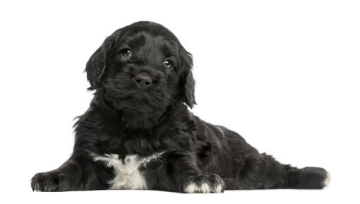 An incredible little Portuguese Water Dog puppy lying down