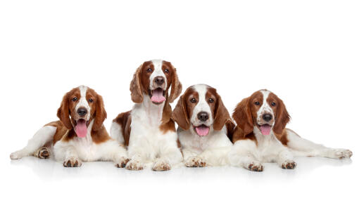 Four Welsh Springer Spaniels lying together, each with beautiful brown and white coats