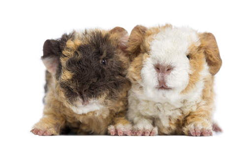 Two wonderful little Alpaca Guinea Pigs sitting together