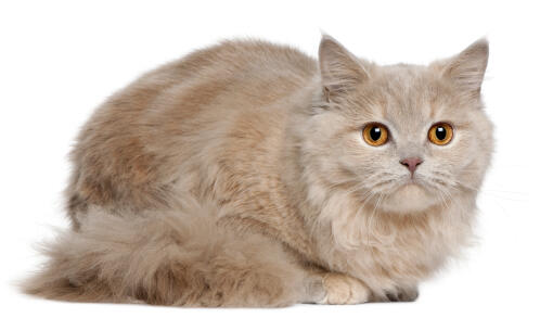 A pale british longhait cat with amber eyes