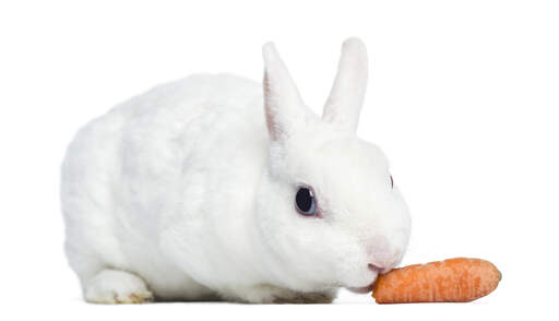 A close up of a Mini Rex rabbit's wonderful dark eyes