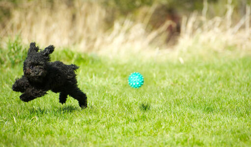 A little, black Toy Poodle bounding across the grass after it's ball