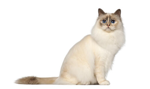 A seal pointed birman with a bushy tail