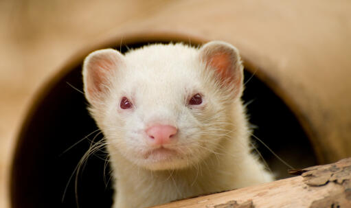 A close up of a Albino Ferret's wonderful little pink nose