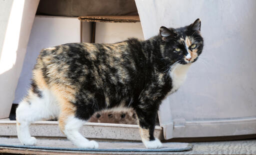 Tortie Manx cat side profile