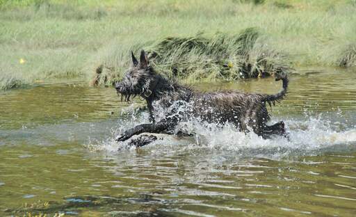 A healthy adult Picardy Sheepdog running through some water