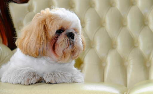 A young adult Shih Tzu with a lovely, little, brown beard relaxing on the sofa