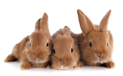 Three wonderful little Fauve de Bourgogne rabbits lying together