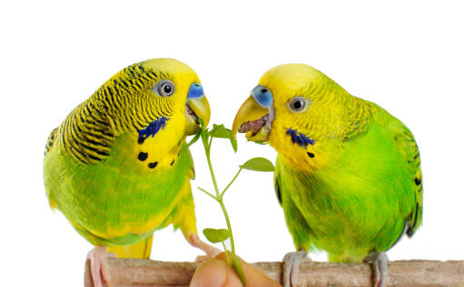 Two Budgerigars feeding on a perch