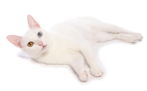 Khao Manee cat lying against a white background