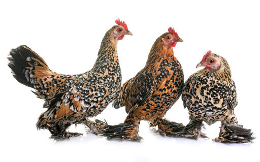 Booted-Bantam-Trio