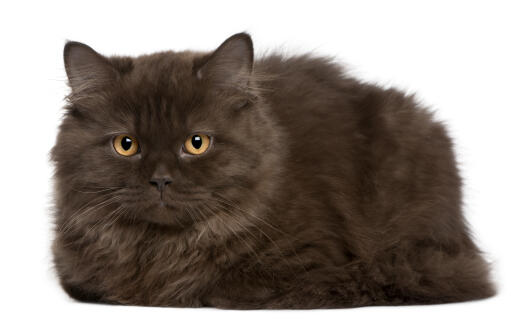 A british longhair cat with a smokey grey coat