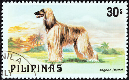 An Afghan Hound on a Philippine stamp