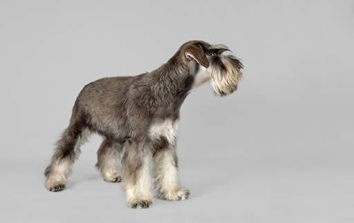 Miniature schnauzer beard sales